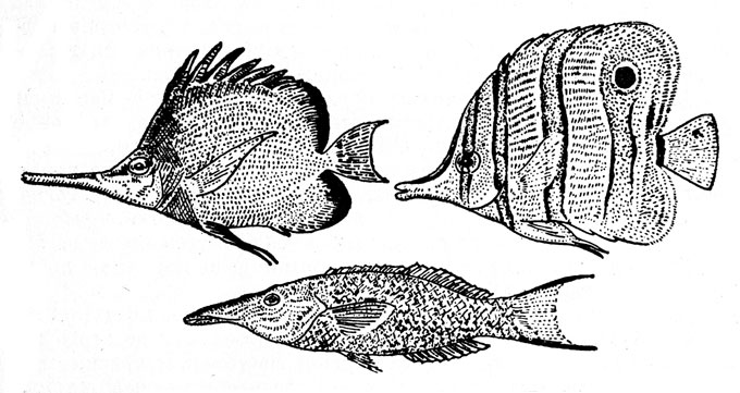 Так называемые рыбы-пинцеты. Слева вверху рыба-пинцет (Forcipiger longirostris), справа вверху рыба-бабочка (Chelmon rostratus), внизу - губан (Gomphosus coeruleus)