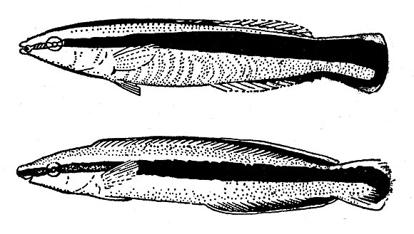 Вверху губан-чистильщик (Labroides dimidiatus), внизу его двойник морская собачка аспидонт (Aspidontus taeniatus)