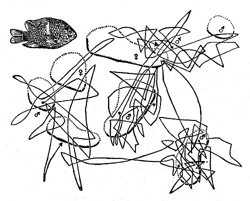 Участки рифа, 'принадлежащие' четырем самцам рифового окуня абудефдуф (Abudefduf leucozona). Линиями обозначено направление перемещения рыб. Рыбы в основном придерживаются границ облюбованного участка и покидают его пределы только для того, чтобы прогнать соперника