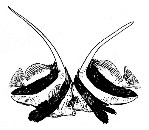 Поединок рыб-бабочек (Heniochus acuminatus)