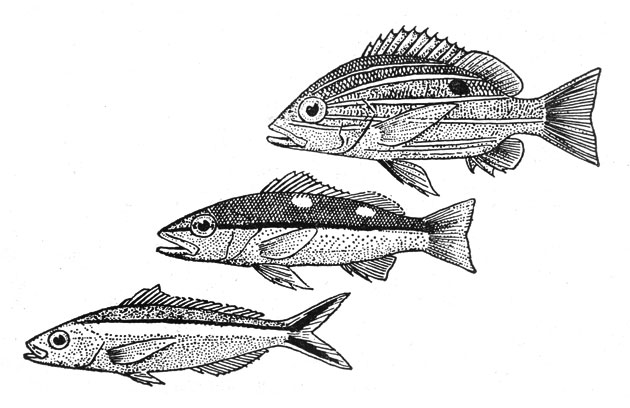 Развитие веретенообразной формы тела у стайных рыб: вверху золотополосый луциан (Lutianus kasmira), в центре: Lutianus biguttatus, внизу: цезио (Caesio caeruleus)