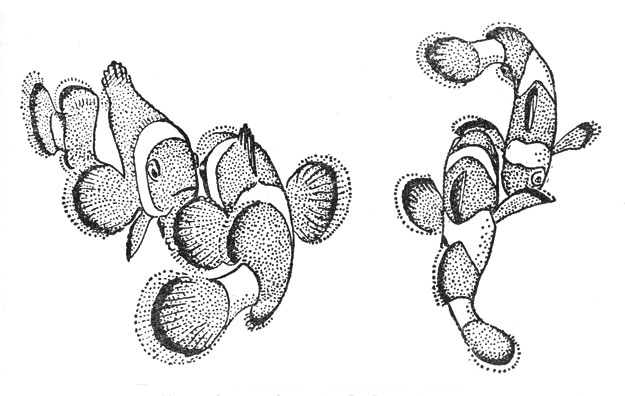 Поединки рыб-клоунов (Amphiprion percula)