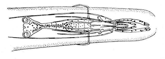 Новый вид анемоновой креветки (Periclimenes anthophilus). Такое положение креветка принимает в минуту опасности: ноги, антенны-усики и клешни располагаются параллельно телу. Схватила добычу
