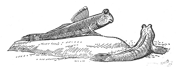 Илистые прыгуны (Periophthalmus gracilis) на суше. Расправив первый спинной плавник, левая из рыб принимает угрожающую позу