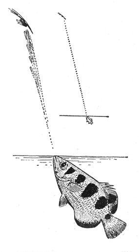 Рыба-брызгун (Taxotes jaculatrix), стреляющая струей воды в насекомое. На правом рисунке видно, что рыба может выбрасывать струю воды на расстояние, в десять раз превышающее размеры ее тела