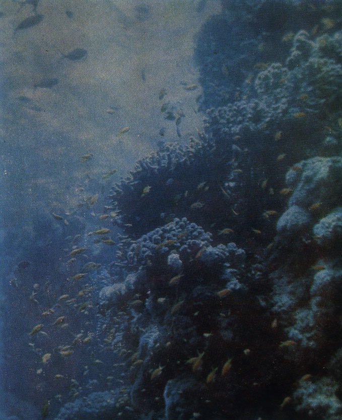 Стаи красного рифового окуня над пышными зарослями живых мадрепоровых кораллов, покрывающих стенку рифа. Вверху в открытой воде стая цезио, внизу темная рыба-хирург
