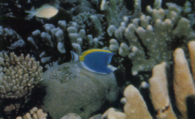 Рыба-хирург типичный обитатель кораллового рифа (Мальдивские о-ва)