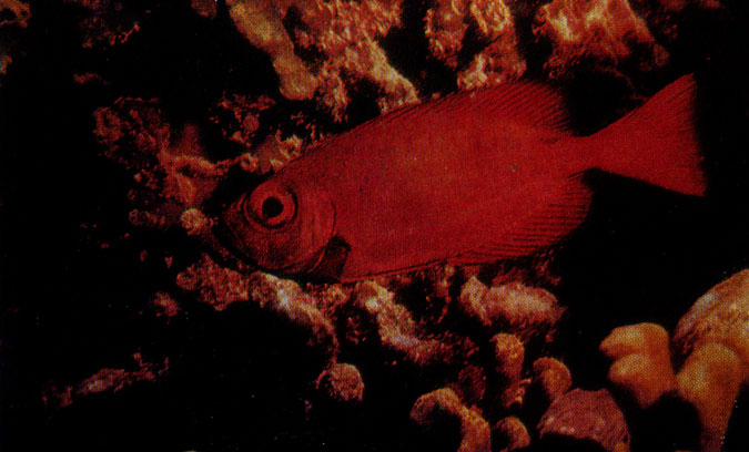 Каталуфа (Priacanthus arenatus). Эта предпочитающая темноту рыба окрашена в красный цвет, что делает ее в естественной среде почти невидимой (Мальдивские о-ва)