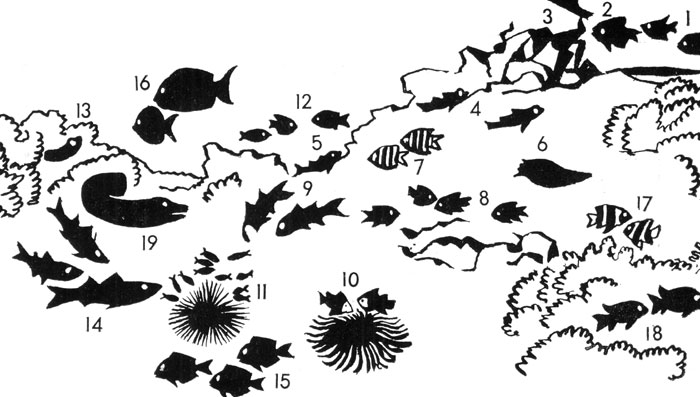 Схематический разрез внешнего рифа от приливо-отливной зоны до его внешнего склона и обитающие здесь рыбы. Внизу стенки рифа находятся упомянутые в тексте пещеры и гроты, дно которых расположено на глубине 35-40 метров. Рифовая плита изображена в уменьшенном масштабе, а приливо-отливная полоса, наоборот, в увеличенном. Пунктирной линией обозначен средний уровень воды во время прилива. Сплошной линией обозначен средний уровень воды при отливе. Ввиду большого числа обитателей рифа выбраны некоторые виды. Этот схематичный рисунок дает наглядное представление о зонах распространения коралловых рыб и различных формах приспособляемости. В связи с тем, что и на немецком, и на русском языках отсутствует целый ряд названий отдельных видов, вместо них указаны названия рода, семейства или отряда.1 - Абудефдуф (Abudefduf sordidus), 2 - рыба-хирург, молодь (Acanthurus triostegus), 3 - морская собачка (Istiblennius periophthalmus), 4-5 - бычки и собачки (Gobiidae и Blenniidae), 6 - камбала (Bothus), 7 - абудефдуф (Abudefduf saxatilis), 8 - абудефдуф (Abudefduf leucozona), 9 - барабулька, султанка (Mulloidichtys sp.), 10 - амфиприон-клоун (Amphiprion percula), 11 - рыба-кардинал (Siphamia versicolor), живущая в симбиозе с морскими ежами, 12 - абудефдуф (Abudefduf glaucus), 13 - морская собачка (Ecsenius bicolor) и другие морские собачки (Runula) и т. д., 14 - кефаль (Mugil), 15 - рыба-хирург, взрослые особи (Acanthurus triostegus), 16 - рыба-хирург (Acanthurus leucosternon), 17 - дасциллус (Dascyllus aruanus), 18 - рыбы-солдаты (Holocentrus), 19 - мурена (Gymnothorax pictus)