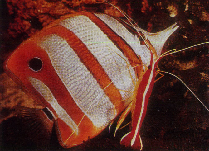 Опоясанная рыба-пинцет (Сhelmon rostratus) с чистильщиком креветкой (Hippolysmata grabhami)