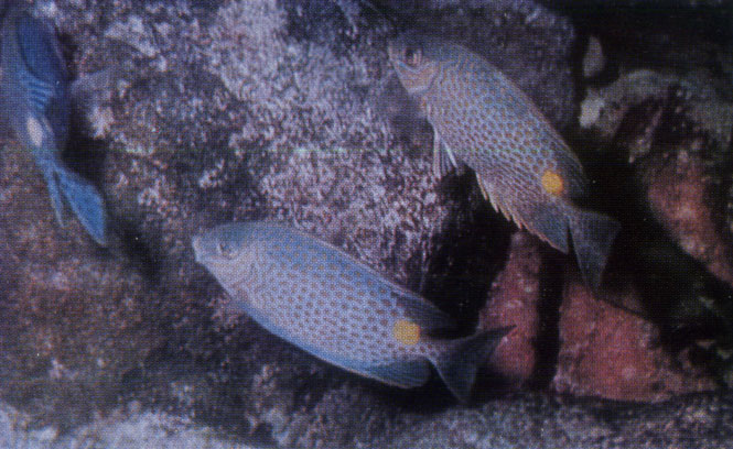 Рыбы-кролики (Siganus), кормящиеся у подводной скалы. Желтое пятно на фоне маскировочной окраски - несомненно сигнал для сородичей (Пулау Ярак)