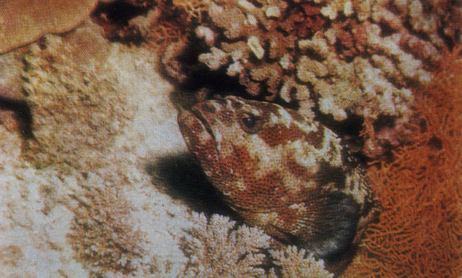Окрашенный под цвет окружающих кораллов каменный окунь (Epinephelus fusoguttatus). Мальдивские о-ва