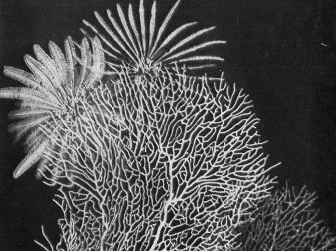 Роговой (горгоновый) коралл с раскрывшимися морскими лилиями