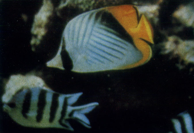 Рыба-бабочка (Chaetodon auriga) с маскировочной полоской в области глаз и рифовые окуни абудефдуф (Abudefduf saxatilis)