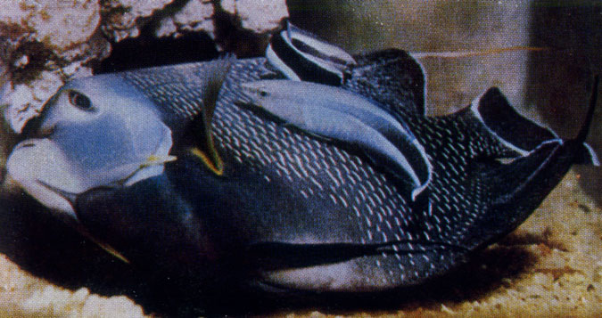 Pomacanthus paru с двумя рыбами чистильщиками (Labroides dimidialus)