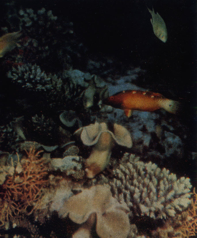 Губан (Lepidaplois diana). Cнимок сделан с помощью блица. Великолепный яркий наряд рыбы не виден, так как вода полностью поглощает красный цвет