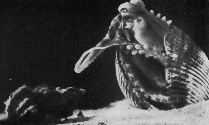 Самка осьминога, защищающая будущее потомство от рака-отшельника