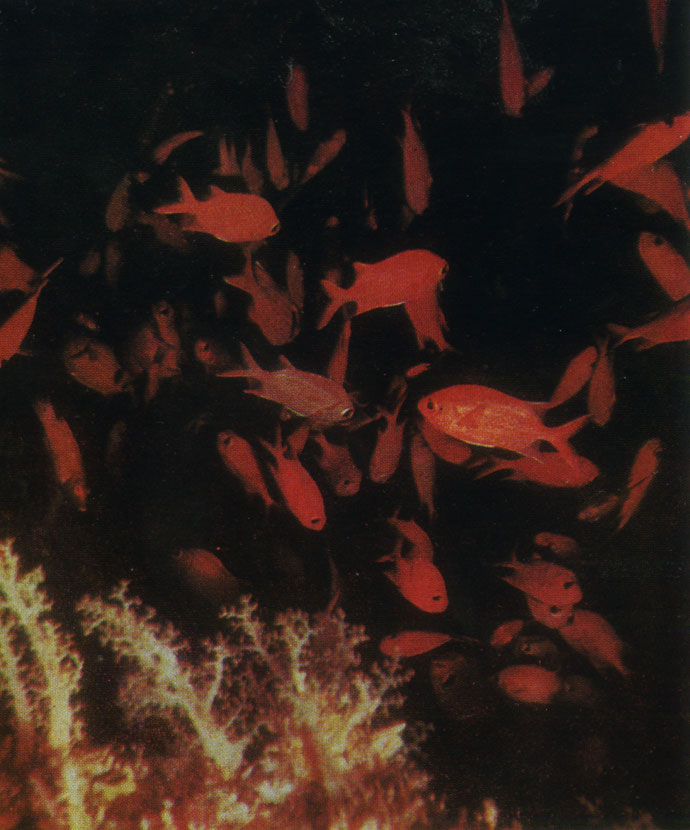Рыбы-солдаты (Myripristis murdjan) в одной из подводных пещер атолла Миладум-мадулу. На переднем плане мягкие кораллы (Alcyonaria)