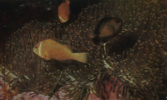 Анемоновая рыба амфиприон (Amphiprion melanopus) и темный рифовый окунь (Dascyllus trimaculatus) у морского анемона Radianthus. (Мальдивы)