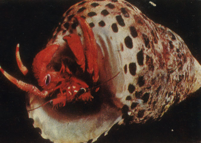 Рак-отшельник (Paguristes oculatus)