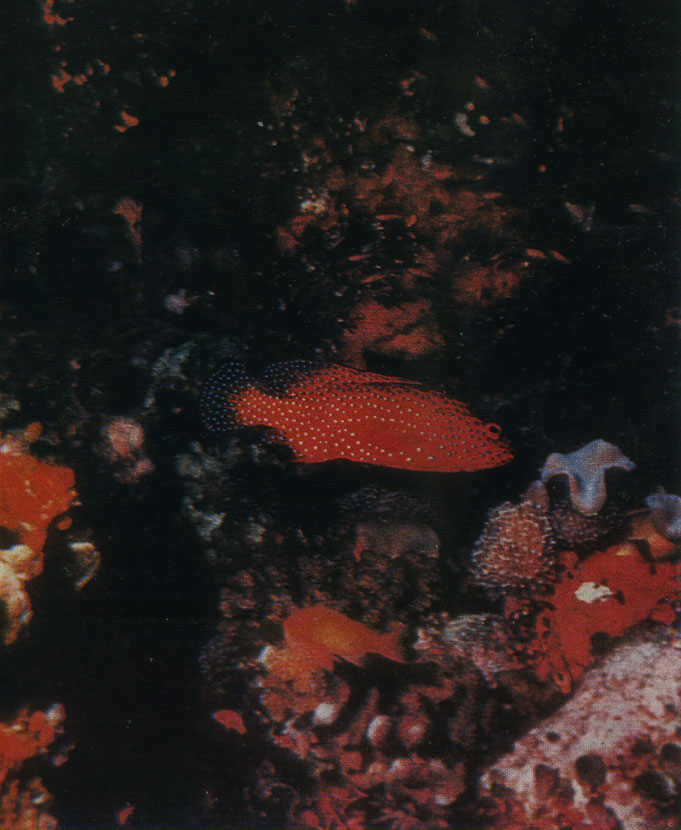 Окунь павлиноглазый (Cephalopholis miniatus) в своей норе. Вблизи входа в пещеру несколько кораллов. Перед рыбой кожистый коралл, под ней красный. Стены пещеры обросли губками