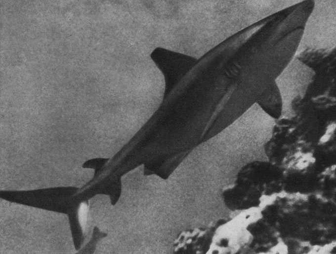 Гребнезубая акула (Carcharhinus menisorah), разыскивающая на склоне рифа спрятанную приманку