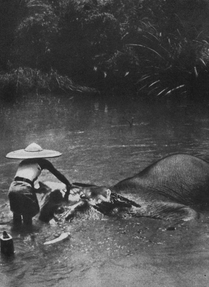 Слон принимает водную процедуру (остров Цейлон)