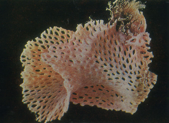 Сетчатый коралл, или 'опахала Венеры' (Retepora beaniana)