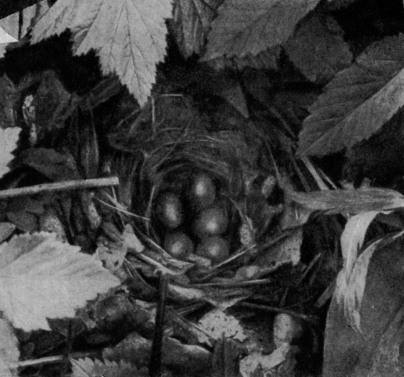 Гнездо соловья