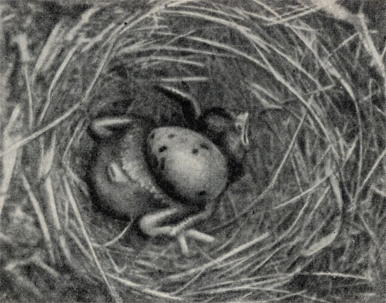 Птенец кукушки выбрасывает яйцо из гнезда
