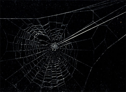 Паук-крестовик, спустившийся к центру паутины по сигнальной нити