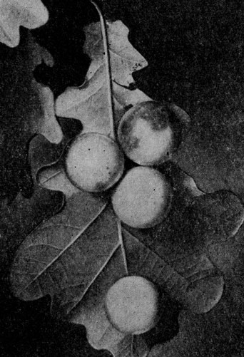 Галлы на дубовом листе
