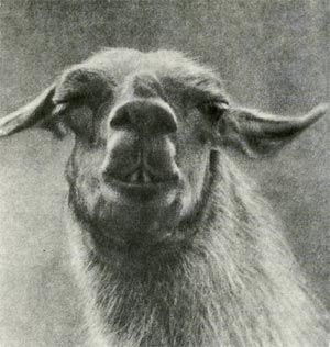 Лама, единственное вьючное животное приручённое в Америке. Ещё до завоевания испанцами перу триста тысяч домашних лам переноили вьюки на серебряных рудниках этой страны.