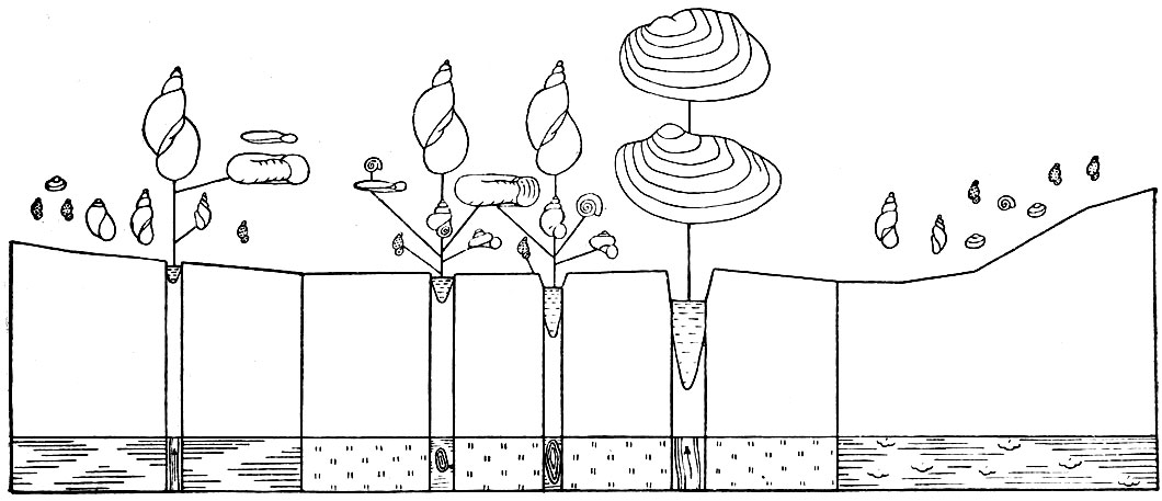 Рис. 5. Распределение моллюсков по водоёмам поймы реки Алатырь. Водоёмы слева направо: болото, бочаг притеррасной речки, поёмная лужа, поёмный пруд; русло реки Алатырь; болото. В точках - Limnaea truncatula (по Жадину и Панкратову)