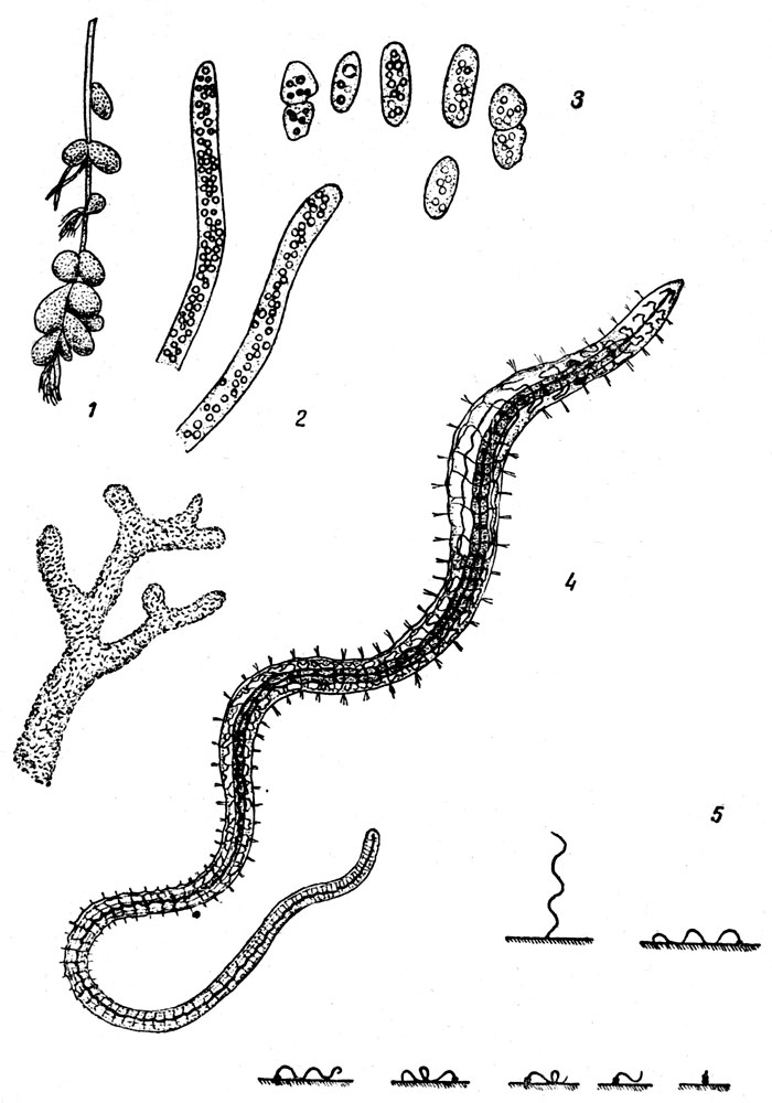 Таблица LXXVIII. Полисапробы: Рис. 1. Зооглея (Zooglea ramigera), общий вид и часть колонии при большом увеличении (по Вислоуху). - Рис. 2. Беггиатоа (Beggiatoa alba) (по Вислоуху). - Рис. 3. Хромациум (Chromatium okenii) (по Вислоуху). - Рис. 4. Червь тубифекс (Tubifex tubifex) (по Удекему). - Рис. 5. Вбуравливание тубифекса в грунт дна (по Альстербергу).