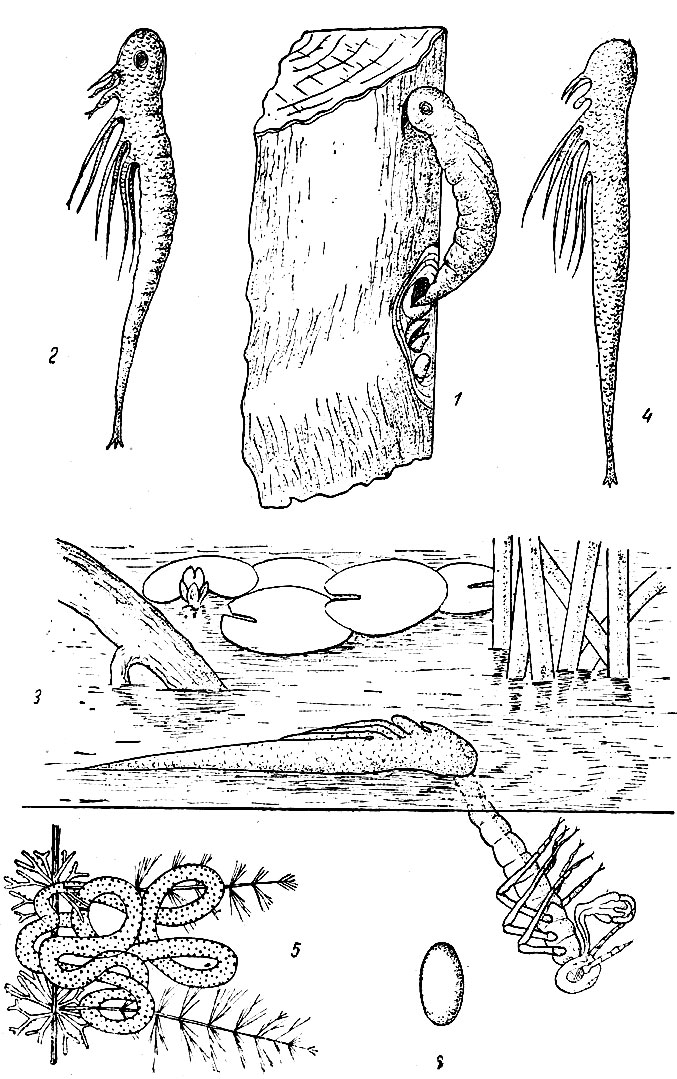 Таблица XII: Рис. 1. Выход из яйца предличинки лютки (Lestes viridis). - Рис. 2. Предличинка (prolarva) лютки. - Рис. 3. Первая линька лютки, выход личинки 1-й стадии. - Рис. 4. Экзувий предличинки. - Рис. 5. Яйцевая кладка Epitheca bimaculata. - Рис. 6. Яйцо Epitheca bimaculata.