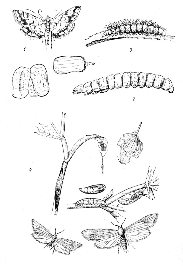 Таблица XLVII: Рис. 1. Бабочка кувшинница (Nymphula nymphaeata), имаго и личинка в домике. - Рис. 2. Личинка кувшинницы. - Рис. 3. Личинка парапоникс (Paraponyx stratiotata) (по Ламперту). - Рис. 4. Ацентропус (Acentropus niveus), яйца, личинка, куколка и imago, самец (слева), крылатая самка и бескрылая самка.