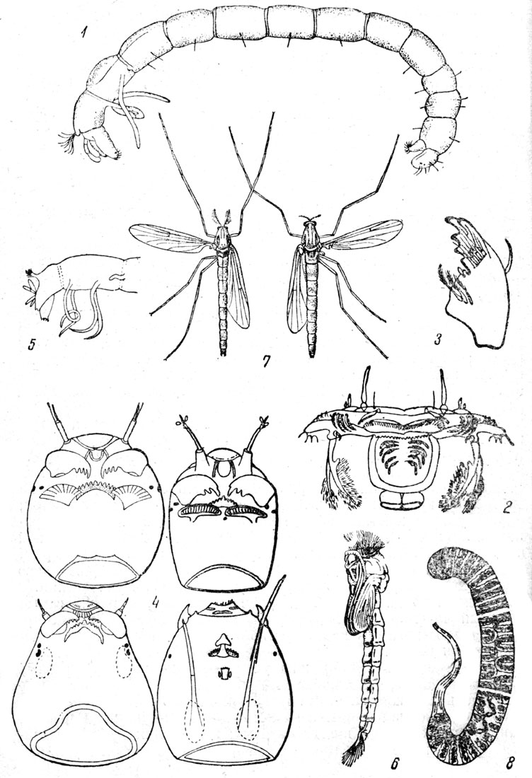 Таблица LIV: Рис. 1. Личинка комара тендипес (Tendipes группа plumosus). - Рис. 2. Верхняя губа личинки тендипес (Tendipes гр. plumosus). - Рис. 3. Жвалы личинки тендипес (Tendipes гр. plumosus). - Рис. 4. Голова личинок тендипедид вентрально; вверху - Tendipedini (слева) и Tanytarsini; внизу - Orthocladiinae и Pelopiinae (справа) (по Липиной). - Рис. 5. Конец тела личинки тендипес (Tendipes гр. plumosus) (по Липиной). - Рис. 6. Куколка тендипес - Рис. 7. Тендипес, самец и самка (справа). - Рис. 8. Яйцекладки тендипес.