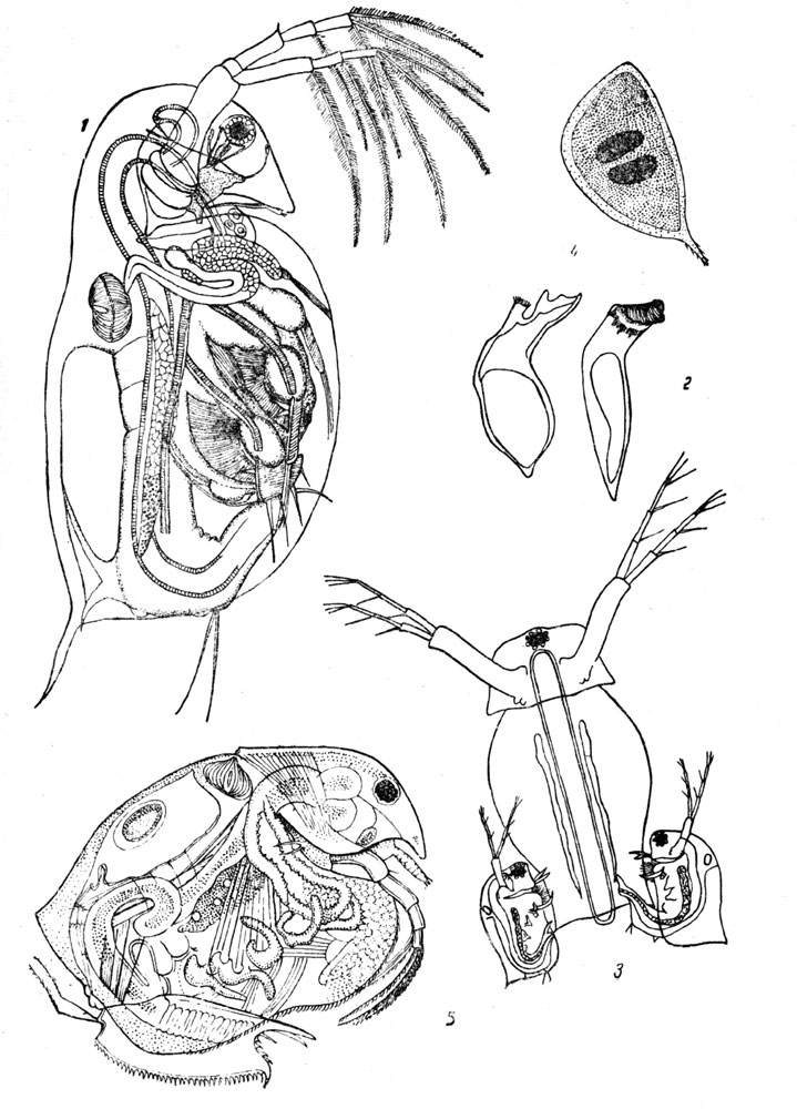 Таблица LXVII: Рис. 1. Дафния (Daphnia pulex). - Рис. 2. Мандибулы дафнии (справа,) и битотрефес. - Рис. 3. Копуляция дафнии (Daphnia magna). - Рис. 4. Эфиппиум дафнии (Daphnia magma). - Рис 5. Эурицеркус (Eurycercus lamellatus).
