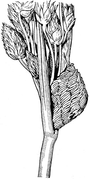 Рис. 12. Кладка яиц слепня (Tabanus autumnalis) на стебле (по Олсуфьеву)