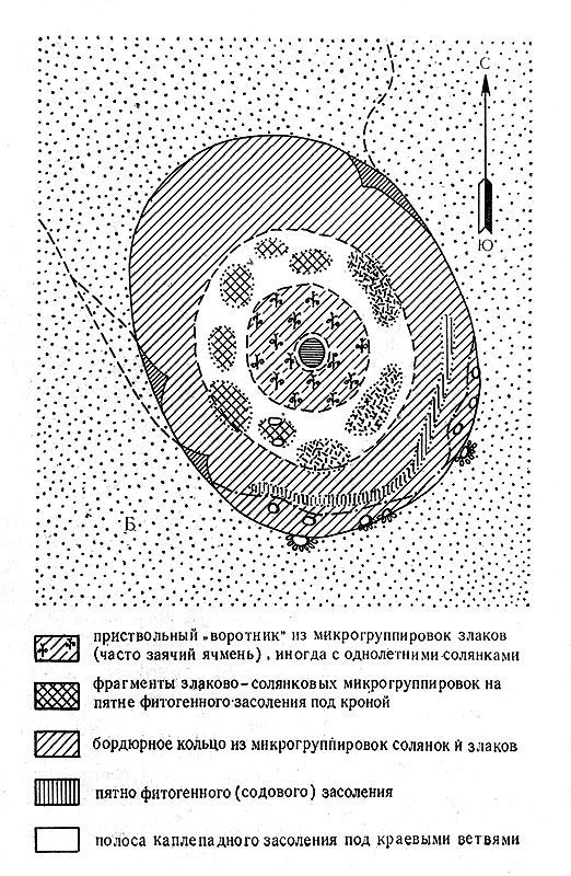 Рис. 5Б. Схема подкронового пространства черного саксаула и солянки (парцеллы подпокровного пространства) - биогеоценотическая система 'воротниковых структур', туранский вариант системы 'вложенных структур' развит в районах с повышенным атмосферным увлажнением (предгорная пустыня, Карнабчуль)