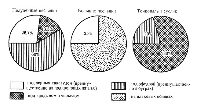 Рис. 8. Распределение поселений грызунов по парцеллам в эфедровом черносаксаульнике