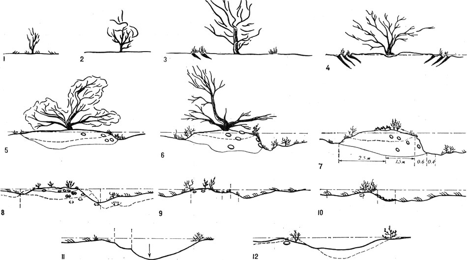 Рис. 17. Стадии биогеоценотического циклогенеза черного саксаула: 1 - первая; 2 - вторая; 3 - третья; 4 - четвертая; 5 - пятая; 6 - шестая; 7 - седьмая; 8 - восьмая; 9 - девятая; 10 - десятая; 11 - одиннадцатая; 12 - двенадцатая