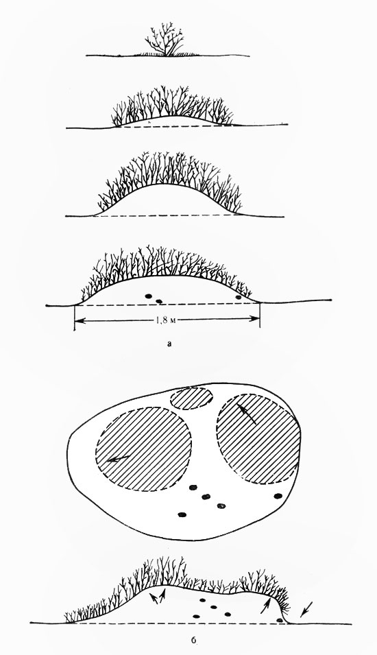 Рис. 18. Фазы развития эфедрогенного бугра под влиянием песчанок и ветроэрозионных процессов (стрелками обозначены направления роста бугра): а - простого бугра; б - бугра с седловиной выдувания 