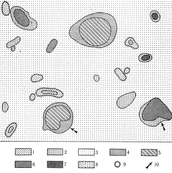 Рис. 22. Ассоциации пятнистого слабоостепненно-пустынного микрокомплекса (по Левиной, 1964): 1 - солянково-чернополынная на сусликовинах; 2 - типчаково-ромашниково белополынная; 3 - острецово-чернополынно-кокпековая на лугово-степных солончаковых солонцах наноповышенных участков; 4 - злаково-прутняково-ромашниковая по краям неглубоких микрозападин и в небольших нанозападинах на светло-каштановых солонцеватых почвах; 5 - типчаково-ковылковая с участием житняка; 6 - житняково-типчаково-тырсиковая; 7 - грудницево-типчаково-житняковая; 8 - острецовая с участием ромашника на сусликовинах; 9 - сусликовина; 10 - асимметричность топографии микрогруппировок растительности на месте руинных сусликовин