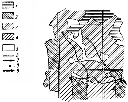 Рис. 6. Схема индивидуального участка ревущего быка (из А. С. Рыковского, 1964). 1 - старый хвойный лес; 2 - старый лиственный лес; 3 -.средневозрастный лиственный лес; 4 - лиственный молодняк; 5 - луг, поляна; 6 - квартальная просека; 7 - ход ревущего быка; 8 - места остановок и драк лосей; 9 - ход отогнанного быка