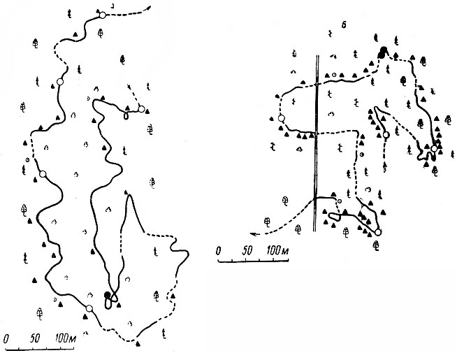 Рис. 16. Схемы пути одиночных взрослых лосей-быков. А - 21 января 1963 г., Подпорожский район, Б - 4 февраля 1966 г., Лодейнопольский район. Усл. обозн. см. рис. 15