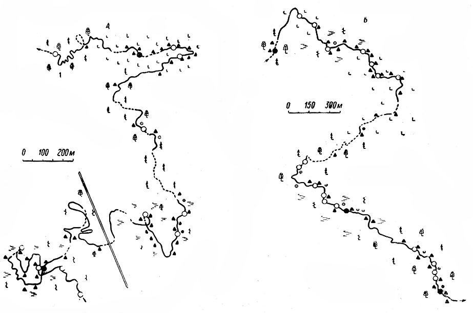 Pиc. 17. Схемы пути одиночных молодых лосей, Подпорожский район. А - 14-16 марта 1963 г., Б - 24-25 марта 1964 г. Усл. обози. см. рис. 15