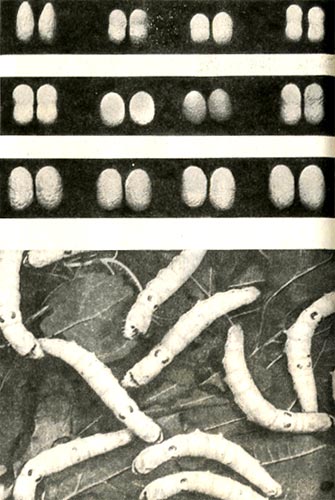 Разные формы коконов тутового шелкопряда. Внизу - гусеницы, обычно именуемые шелковичным червём.