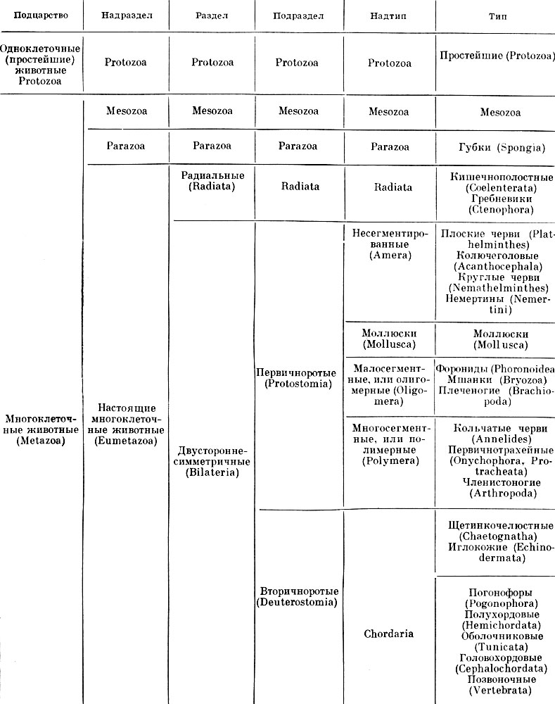 Таблица 1. Основные подразделения животного царства (до типов)